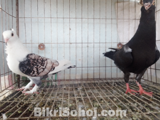 কবুতর বিক্রি